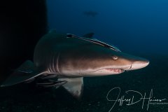 Sand Tiger:  Taken at the bow of the Carib Sea wreck in North Carolina 2012.