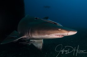 Sand Tiger:  Taken at the bow of the Carib Sea wreck in North Carolina 2012.