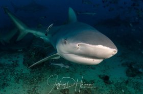 Bull Shark: This up close and personal shot of a bull shark was taken at the famous Fiji Shark dive. When I triggered the shutter this guy snapped and bit the camera, scratching the glass dome port! I am fairly sure it was the electronics of the flash that triggered the strike. The shark never attempted to bite me and immediately let go of my camera, but my wet suit needed a rinse after this dive!