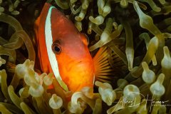 Anemonefish: Fiji 2014.