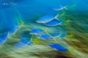 Color of Motion: Extremely strong currents were making photography difficult so I stopped fighting it and tried to capture the swirling action using a rear curtain flash sync and a slow shutter speed. . Blue & Yellow Fusiliers, Fiji 2014.
