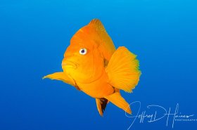 Flying Garibaldi: Catalina Island 2015
