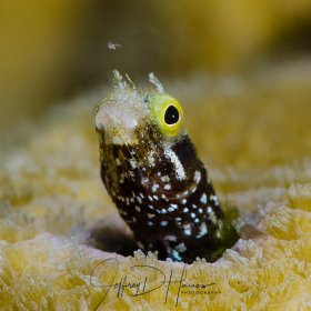 Blenny Timing: I spotted this Spineyhead Blenny because he was darting up out of his hole snatching plankton. I did not know how many shots it was going to take to capture the moment, but I knew how many I was going to use with room for 500 or so on my SD card! In the end it took me over 15 minutes and about 50 or so shots.