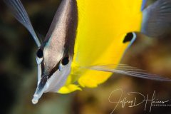Longnose Butterflyfish: I find that head on shots of fish are tricky and don’t usually work. It’s all about the eye contact, you have to get both. Big Island, Hawaii 2017.
