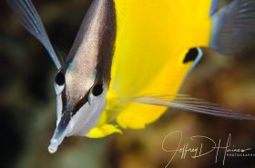 Longnose Butterflyfish: I find that head on shots of fish are tricky and don’t usually work. It’s all about the eye contact, you have to get both. Big Island, Hawaii 2017.