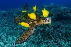 Turtle Cleaning: Could not ask for a better subject!