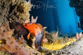 Blenny Love: Close focus wide angle. Hairy Blenny Courting Behavior. The male displays the bright orange-red head and distinct body banding. Blue Heron Bridge May 2017.