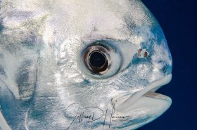 Permit Portrait: I took this photo a few minutes after the Blenny, with the same 105mm lens! I pushed my strobes as far forward as they would go and shot from about 6 feet or so away. This photo is uncropped and only possible in very clear water. Cozumel 2017.