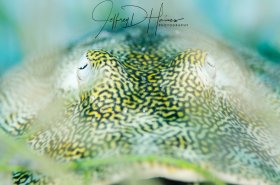 Ray in Grass: A shallow depth of field allowed me to focus on the eyes through a small gap in the seagrass.  Cozumel 2017