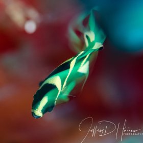 Angel in Motion: The trick with capturing motion-blur is balancing a slow shutter speed with just enough ambient light to expose the movement. The flash freezes the image at the end when the shutter closes (rear curtain sync). Cozumel 2017