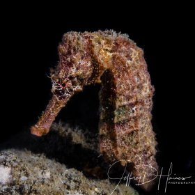Seahorse:  Blue Heron Bridge 2018