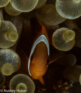 Clownfish 1 - Anilao Philippines