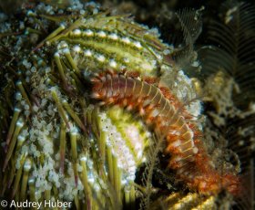 Fire worm - BHB Florida