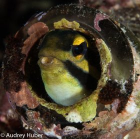 Fish in bottle - Anilao Philippines