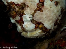 Frogfish - Anilao Philippines