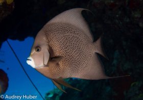 Gray Angel - Cozumel Mexico