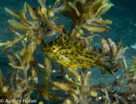 Juvenile fish - BHB Florida