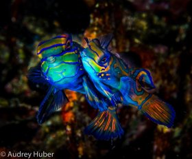 Mating Manderine fish - Dumaguete Philippines