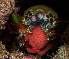 Peacock shrimp - Anilao Philippines
