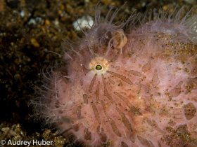 Pink Frogfish - Anilao Philippines