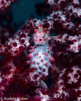 Pregnant Pygmy Seahorse - Anilao Philippines