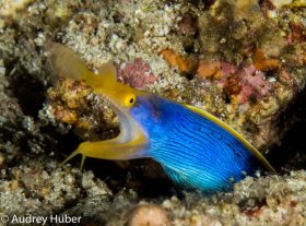 Ribbon eel - Anilao Philippines