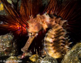 Seahorse 2 - Dumaguete Philippines