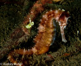 Seahorse 4 - Dumaguete Philippines
