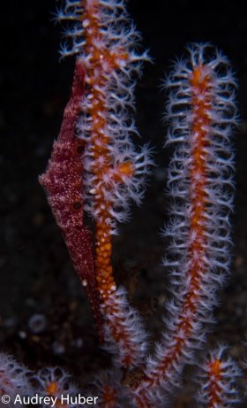 Shrimp - Anilao Philippines