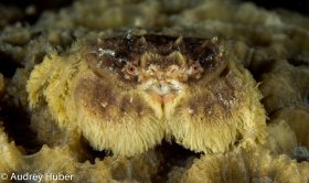Small Crab - Anilao Philippines