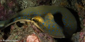 Spotted ray - Anilao Philippines