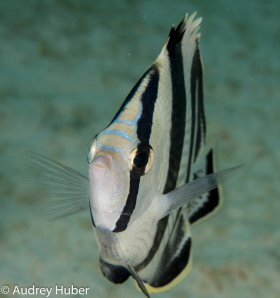 Butterfly Fish - Bonaire