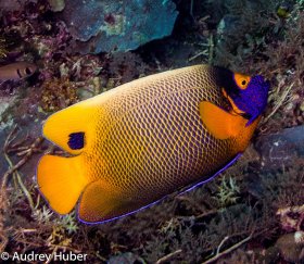Angelfish - Taken in Palau