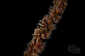 Zanzibar Whip Coral Shrimp, Anilao 2017