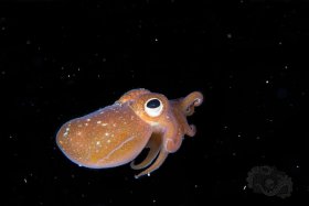 Bobtail Squid, Anilao 2017