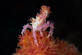 Candy Coral Crab, Anilao 2017