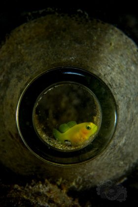 Goby in Bottle, Anilao 2017
