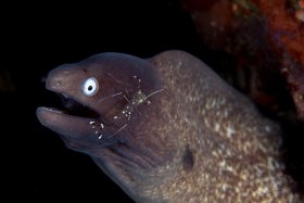 White Eye Eel w/Cleaner Shrimp, Anilao 2017