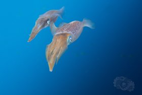 Two Reef Squid, Bonaire 2017
