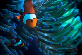 Clown w/Anemone UV night dive, Bali 2017