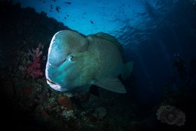 Bump-head Parrot fish,  Bali 2017