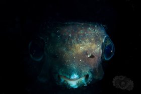 Porcupine Puffer, Bali 2017