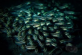 Coral Catfish school, Komodo 2017