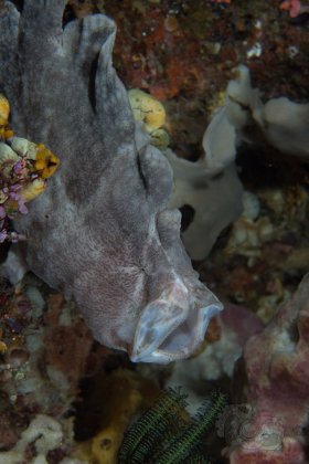 Giant Frogfish, Anilao 2017