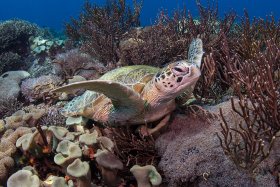 Green Sea Turtle,  Komodo 2017