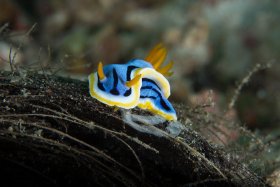 Nudi laying Eggs, Anilao 2017