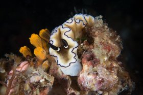 White and Black Nudi, Anilao 2017