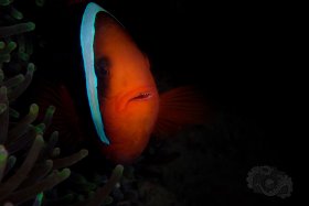 Tomato Clown, Anilao 2017