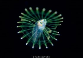 Larval Lionfish