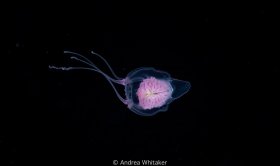 Pink Jelly